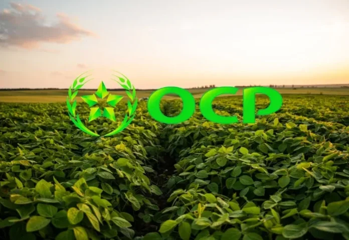 إطلاق مسيرتك المهنية مع OCP في 2025: دليلك لتقديم ترشيحك بنجاح للإلتحاق بالمكتب الشريف للفوسفاط